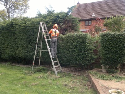 Trimming Trees in Yeovil