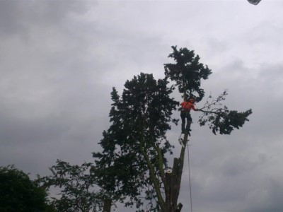 tree-trimming-taunton (3)