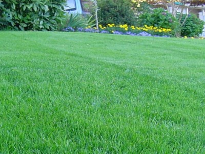 turf-artificial-lawns-taunton (5)